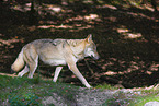 eurasian greywolf