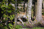 eurasian greywolf