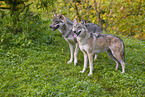 eurasian greywolves