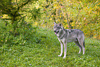 eurasian greywolf