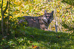 eurasian greywolf