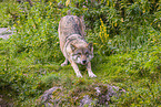 eurasian greywolf