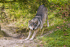 eurasian greywolf