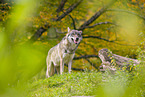 eurasian greywolf