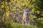 eurasian greywolf