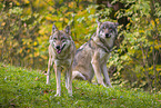 eurasian greywolf