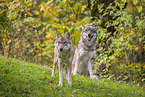 eurasian greywolf