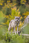 eurasian greywolf