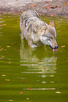 eurasian greywolf