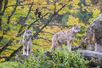 eurasian greywolf