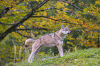 eurasian greywolf