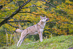 eurasian greywolf