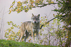 eurasian greywolf