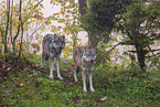 eurasian greywolf