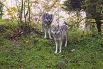 eurasian greywolf