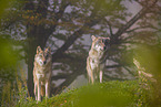 eurasian greywolf