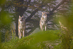 eurasian greywolf