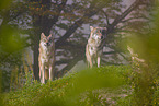 eurasian greywolf