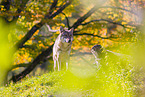 eurasian greywolf