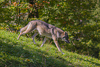 eurasian greywolf