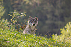 eurasian greywolf