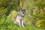 eurasian greywolf