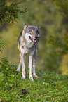 eurasian greywolf