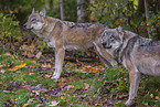 eurasian greywolf