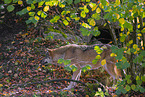 eurasian greywolf