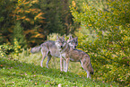 eurasian greywolf