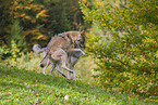 eurasian greywolf