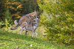 eurasian greywolf