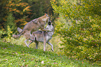 eurasian greywolf