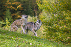 eurasian greywolf