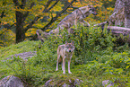 eurasian greywolf