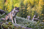 eurasian greywolf