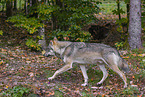 eurasian greywolf