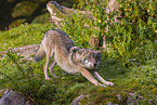 eurasian greywolf