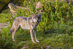 eurasian greywolf