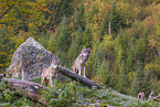 eurasian greywolf