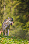 eurasian greywolf