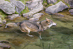 eurasian greywolf