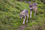 eurasian greywolf