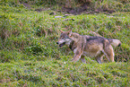 eurasian greywolf