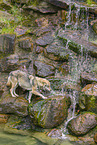 eurasian greywolf