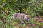 eurasian greywolf