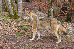 eurasian greywolf