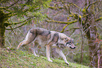 eurasian greywolf