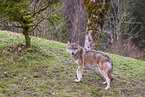 eurasian greywolf