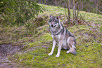 eurasian greywolf